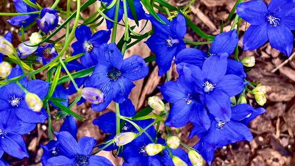 Blue wildflowers.