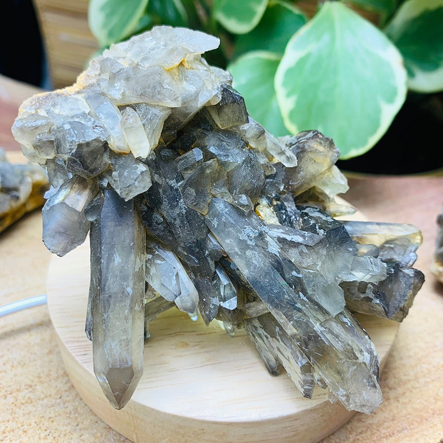 Smoky Quartz Cluster