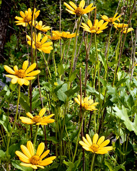 Yellow wildflowers.