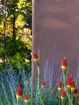 Red Hot Poker flowers with Russian Sage.